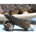 AGOLYN high quality Cultivated black morel mushroom